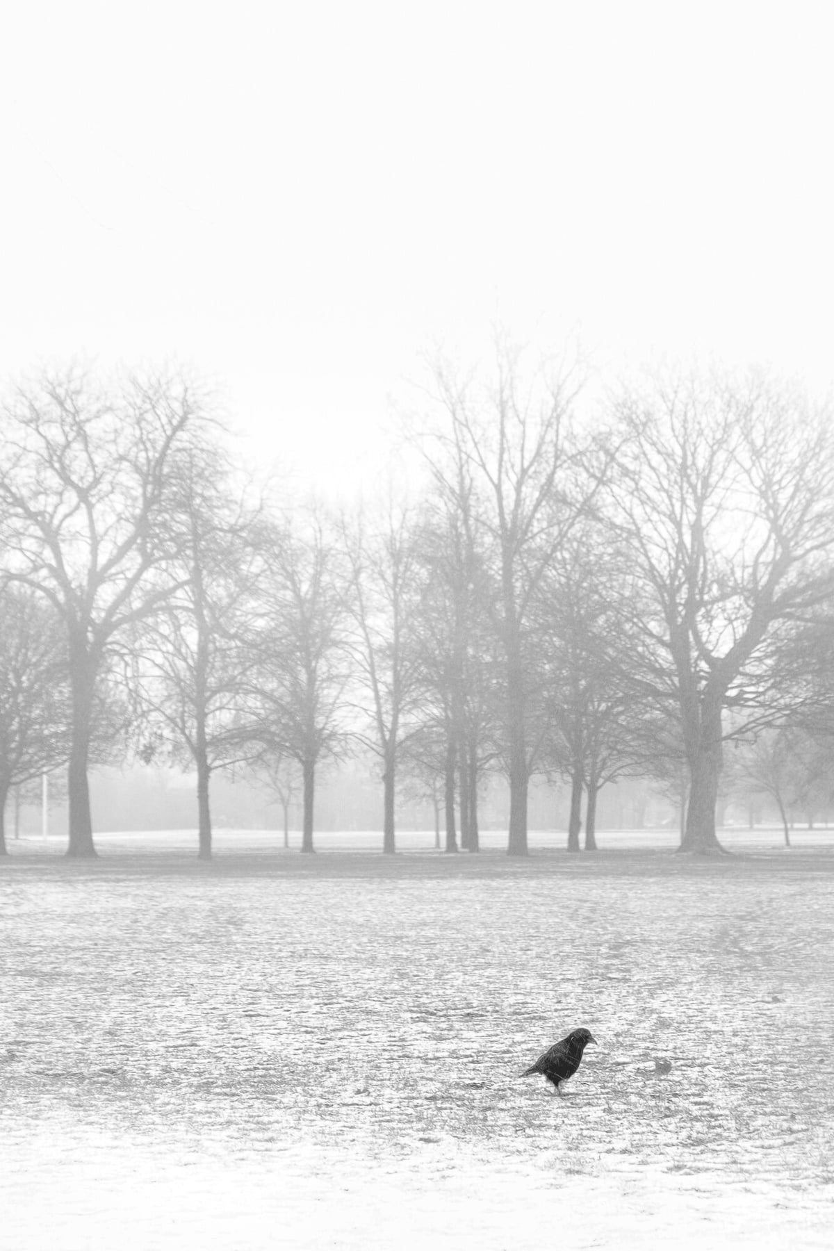 Beast From The East