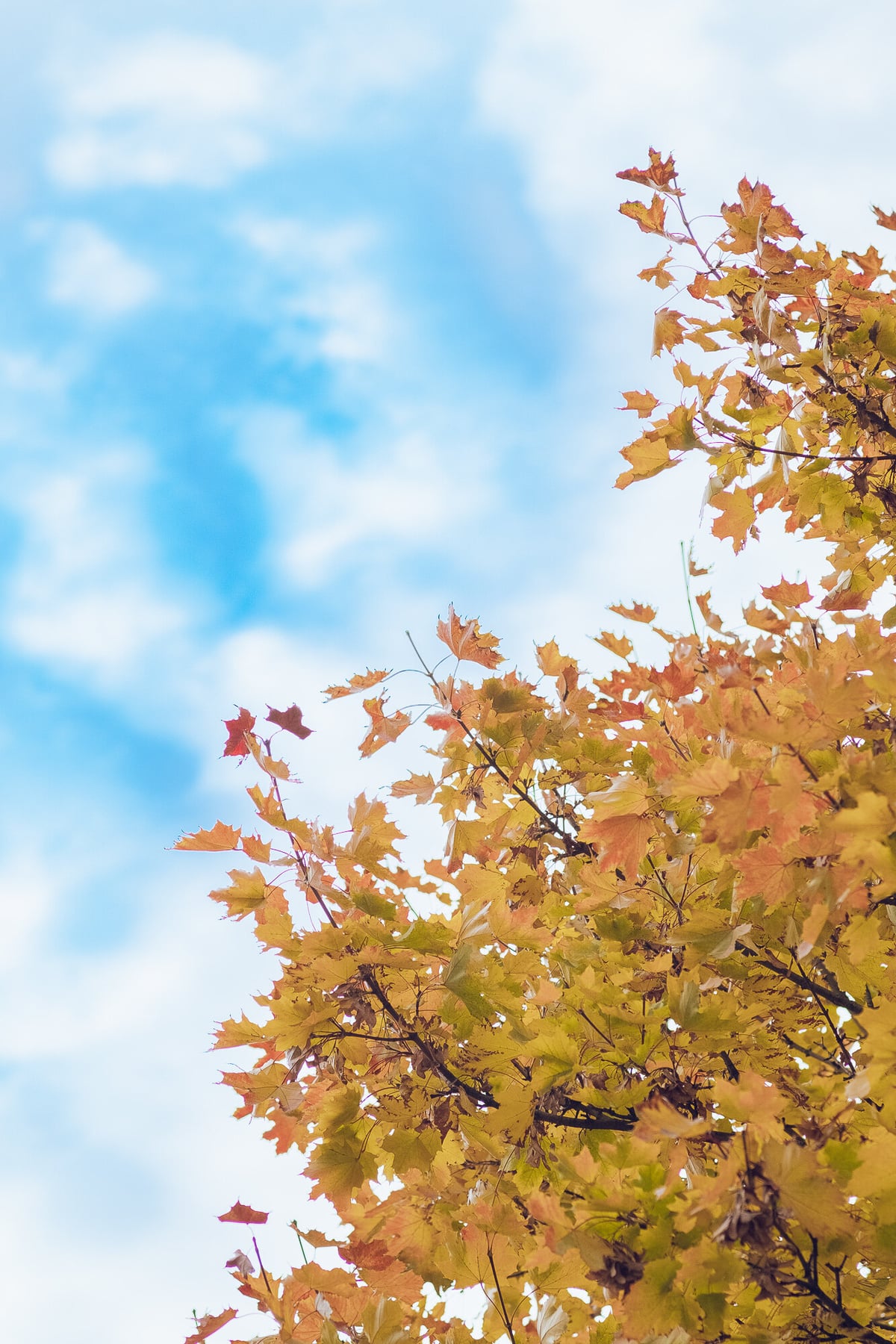 Autumn